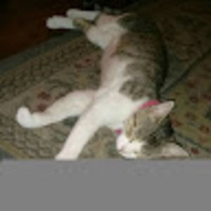 Meet your Posher, Indra